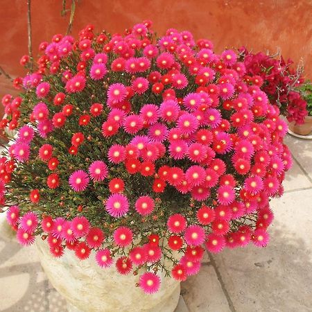 B&B La Cigaline Villedieu  Dış mekan fotoğraf
